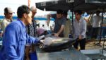 Vietnam tuna sales to EU rise