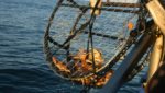 Dungeness crab prices flying up and away