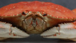 Dungeness crab