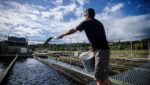 Hand feeding in the NZ King Salmon hatchery at Takaka