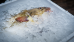 Icelandic cod