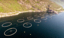 A salmon farm in Norway. Credit: UBC Stock/Shutterstock.com