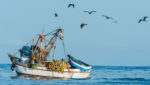 Birds circle a fishing boat off the coast near Piura, Peru. Credit: OSTILL is Franck Camhi/Shutterstock.com