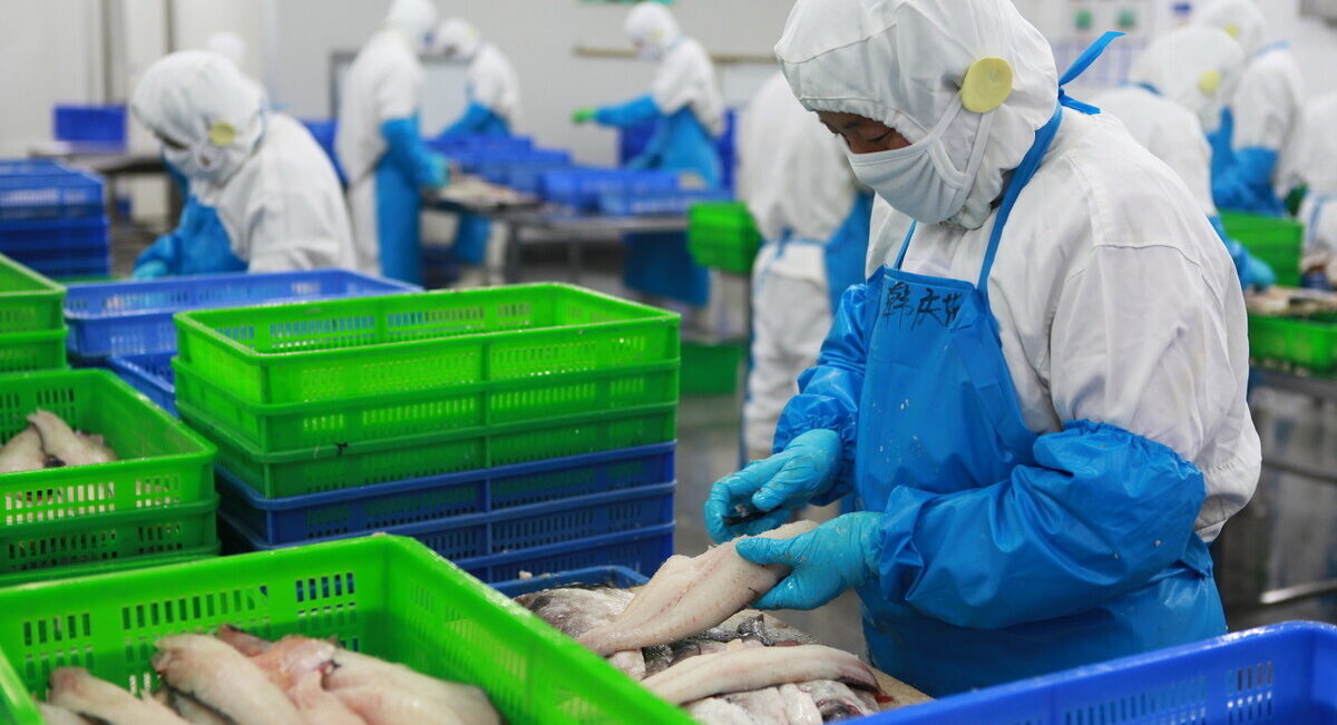 Chinese pollock processing factory