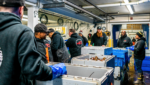 Credit: Boston Wholesale Lobster Co.'s holding pound in Lynn, Massachusetts. Credit: Boston Wholesale