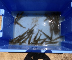 Shrimp harvested from a farm at Skretting's validation station in  Guayas, Ecuador on Sept. 24, 2018.