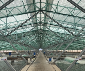 Viet Uc has built 40 covered, high-tech shrimp farms across southern Vietnam. There are plans to build 400 of these.