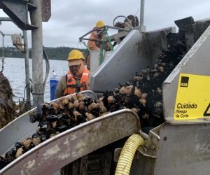 Mussels at harvest weight are hoisted out of the sea. They are attached to the longline rope that is fed through a machine that detaches the mussels and other seafood.  One meter of rope can hold 6 meters of mussels, or 350 individuals. Credit: Matt Craze